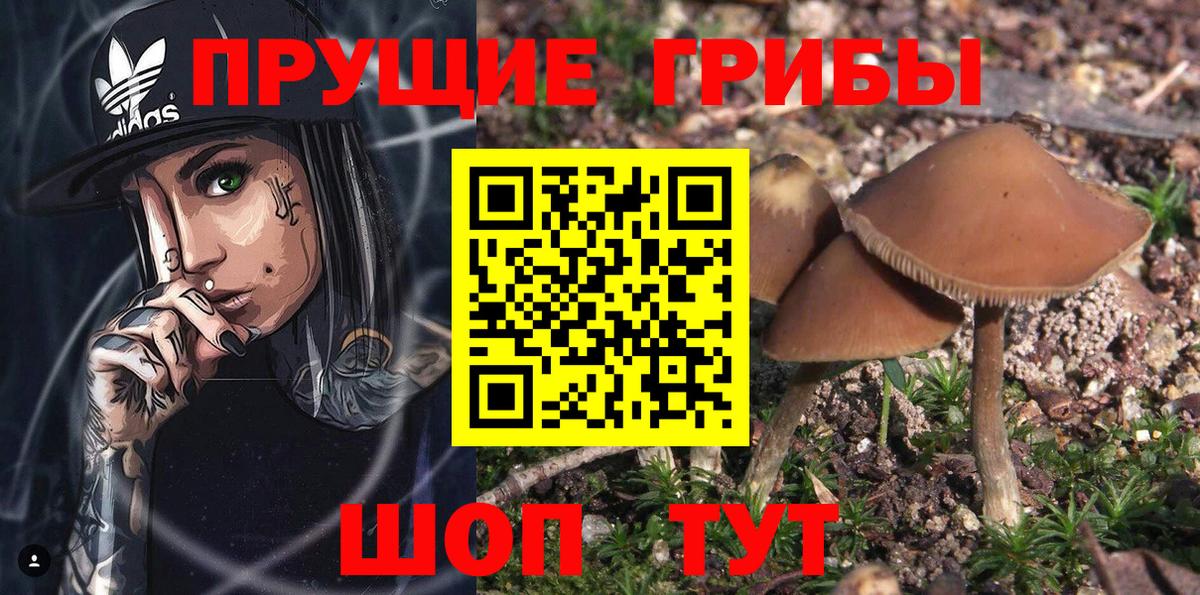 Галлюциногенные грибы Psilocybe Ессентуки
